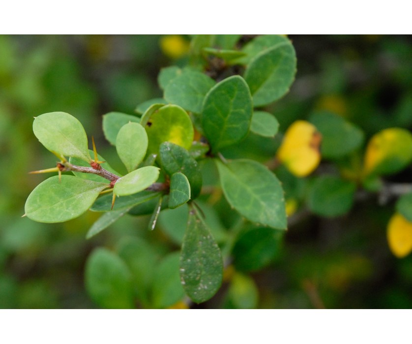 Japanese Barberry